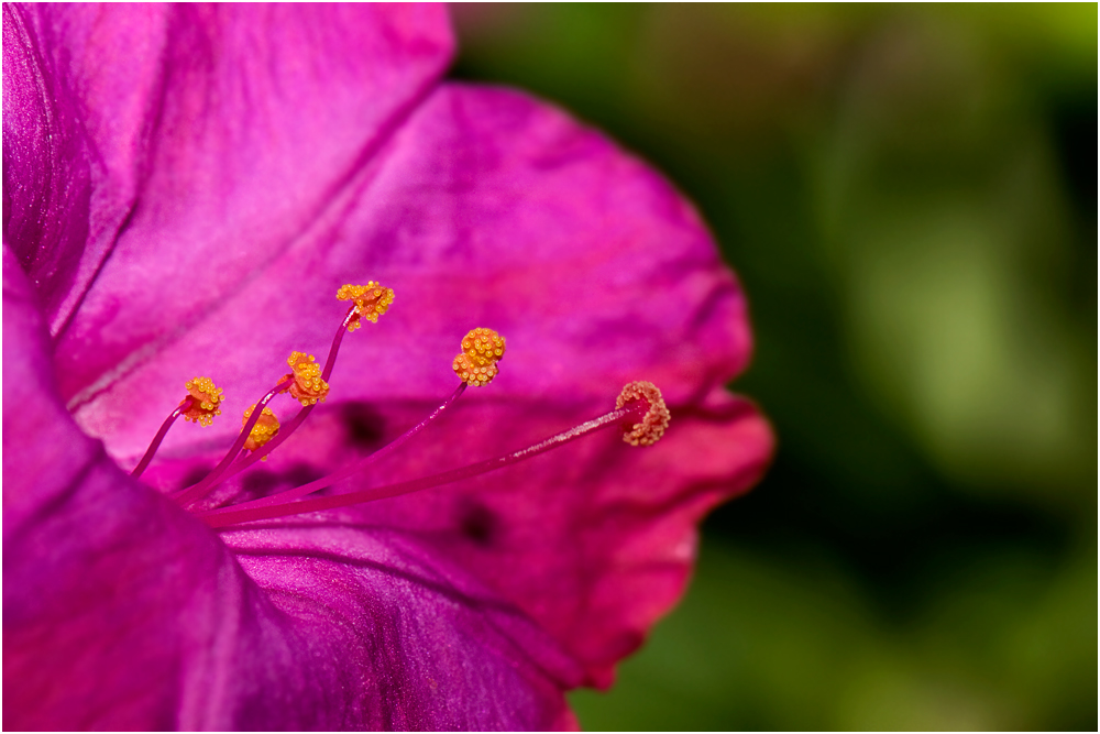 die Details in meinem Garten