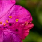 die Details in meinem Garten