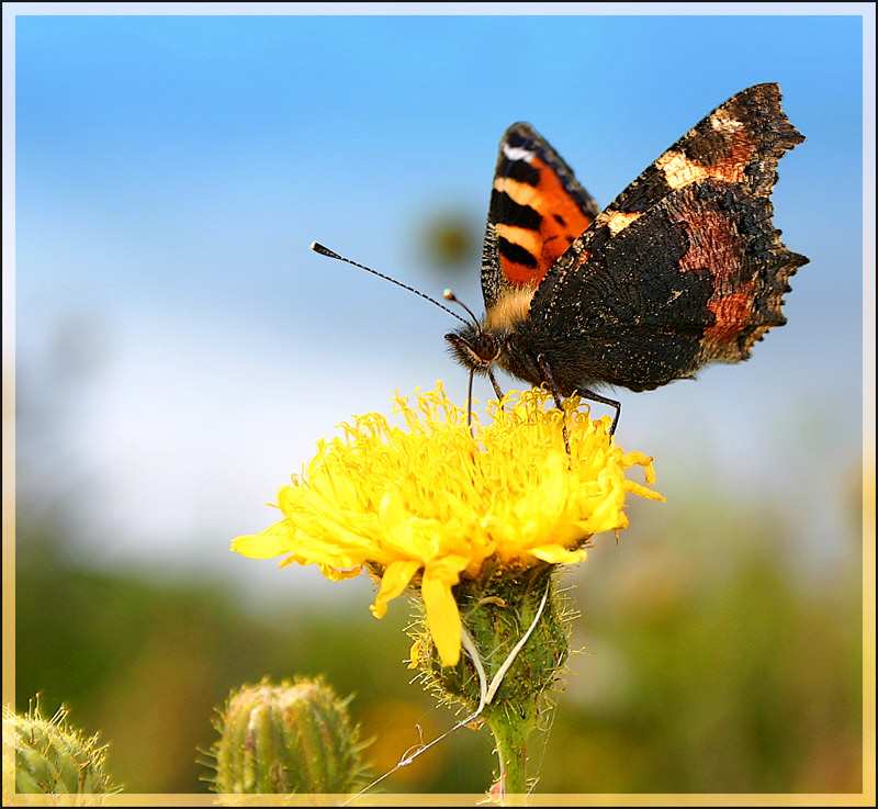 Die deutsche Butterfliege