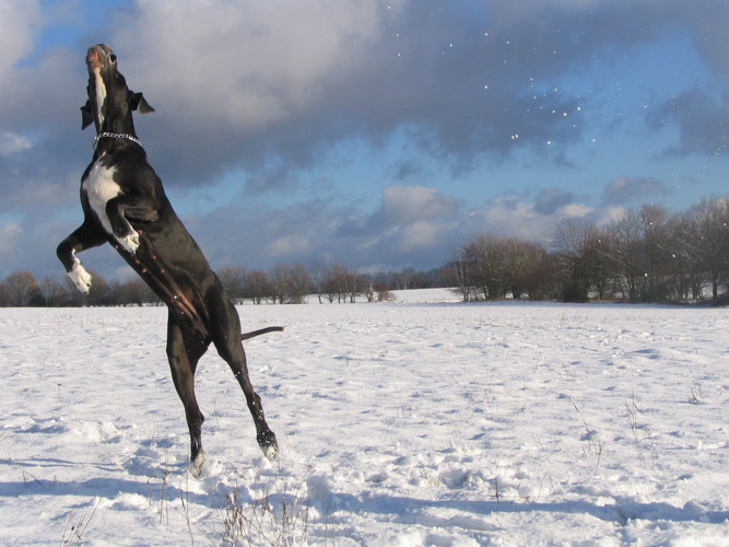 Die Deutsche Dogge Lava geniesst den ersten Schnee