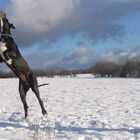 Die Deutsche Dogge Lava geniesst den ersten Schnee