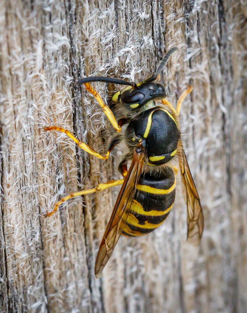 Die Deutsche Wespe - ein guter Holzverwerter (Vespula germanica)