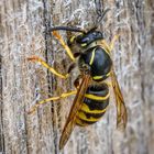 Die Deutsche Wespe - ein guter Holzverwerter (Vespula germanica)