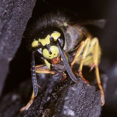 Die Deutsche Wespe, Vespula germanica, ...