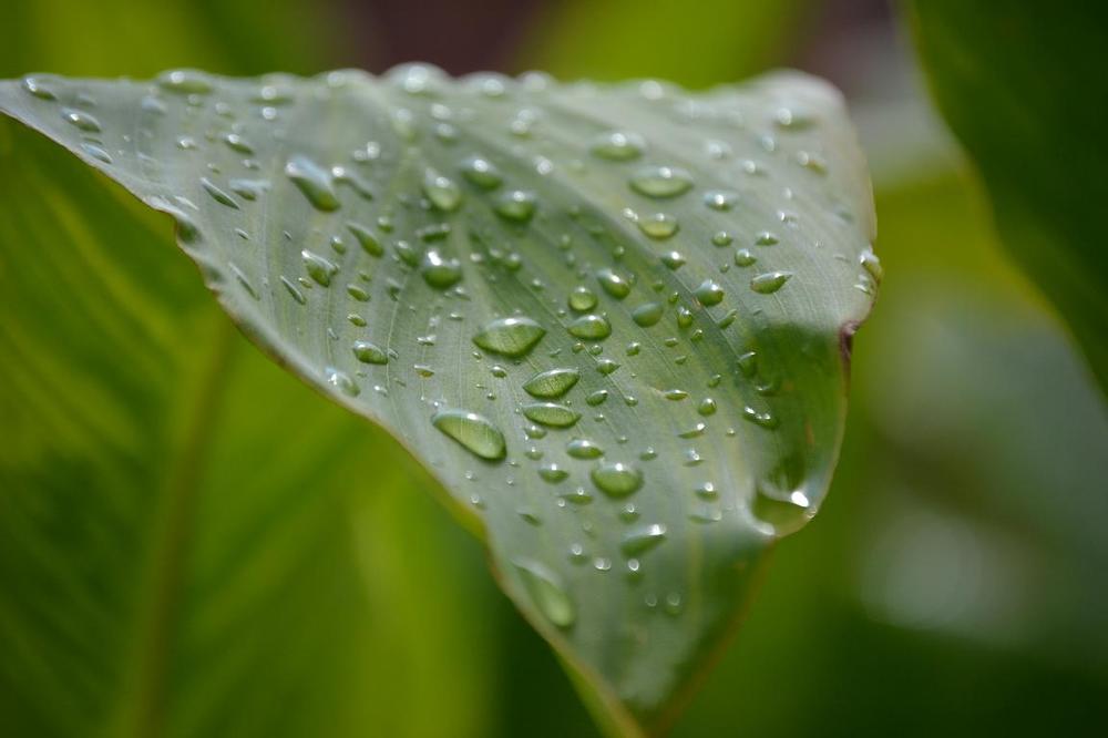 Die deutschen Regenwälder...