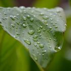 Die deutschen Regenwälder...