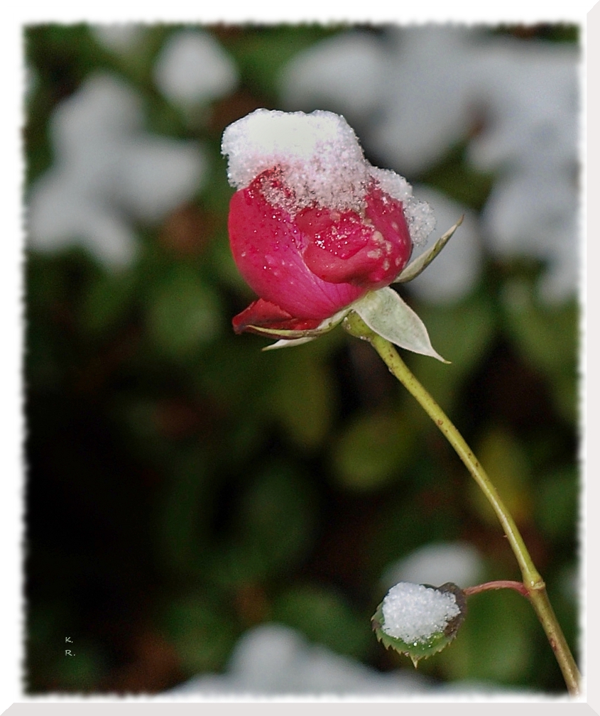 Die Dezember-Rose ...