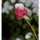 Die Dezember-Rose ...