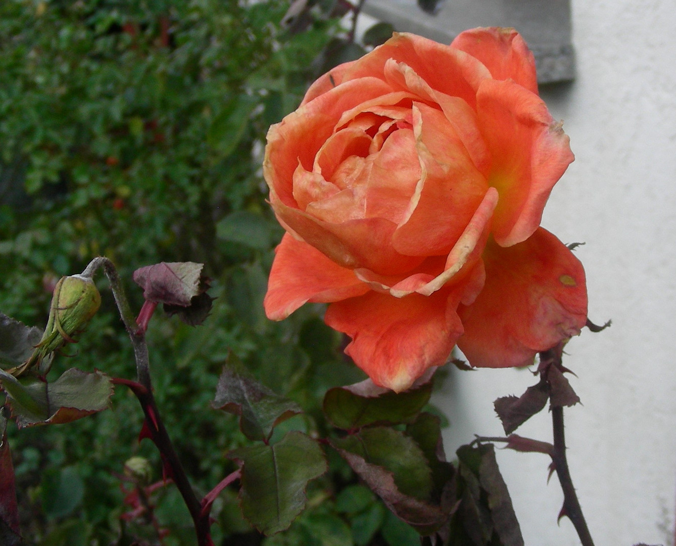 Die Dezemberrose