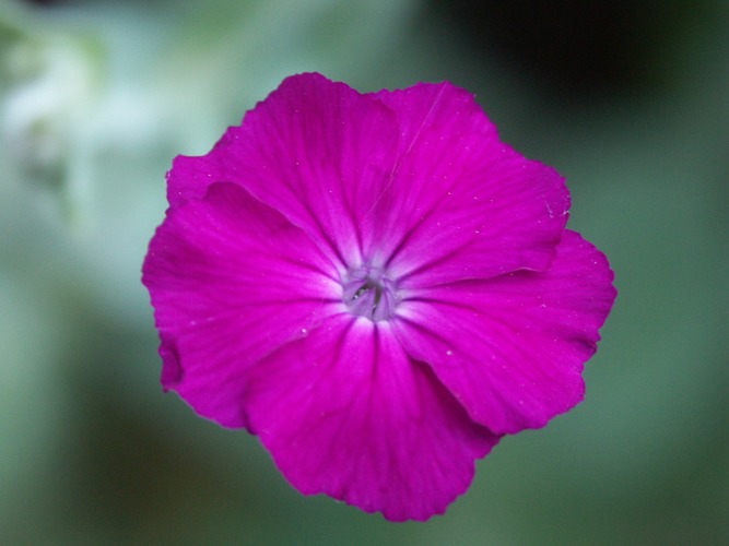 die "Dianthus Gratia Napolitanus"