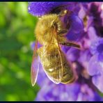 Die dicke blaue Bommel