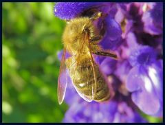 Die dicke blaue Bommel