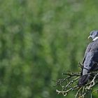 "Die dicke, fette Taube sitzt wieder im Pflaumenbaum."