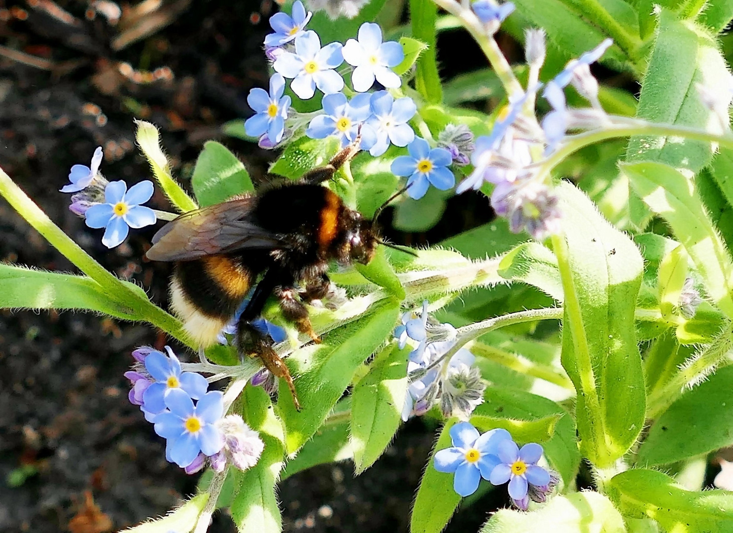 Die dicke Hummel . . .