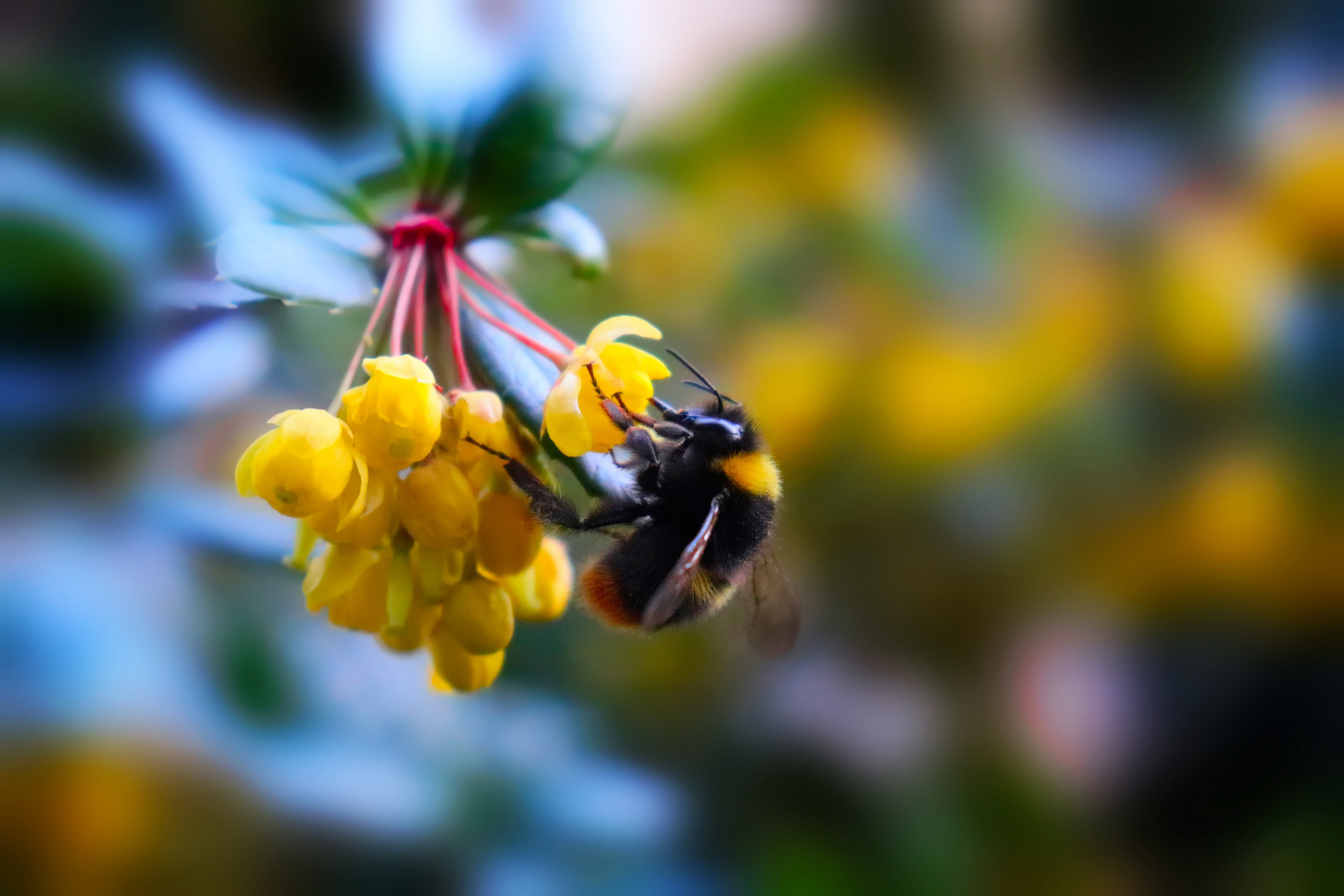 Die dicke Hummel