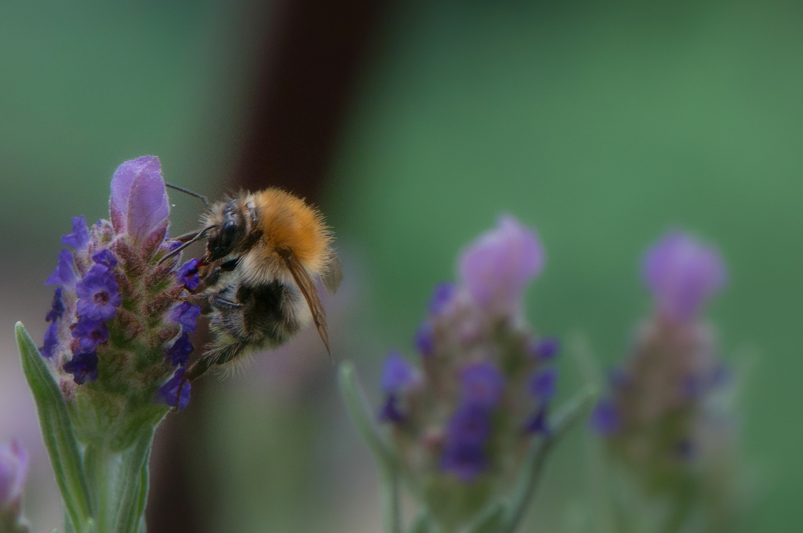 Die dicke Hummel