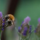 Die dicke Hummel