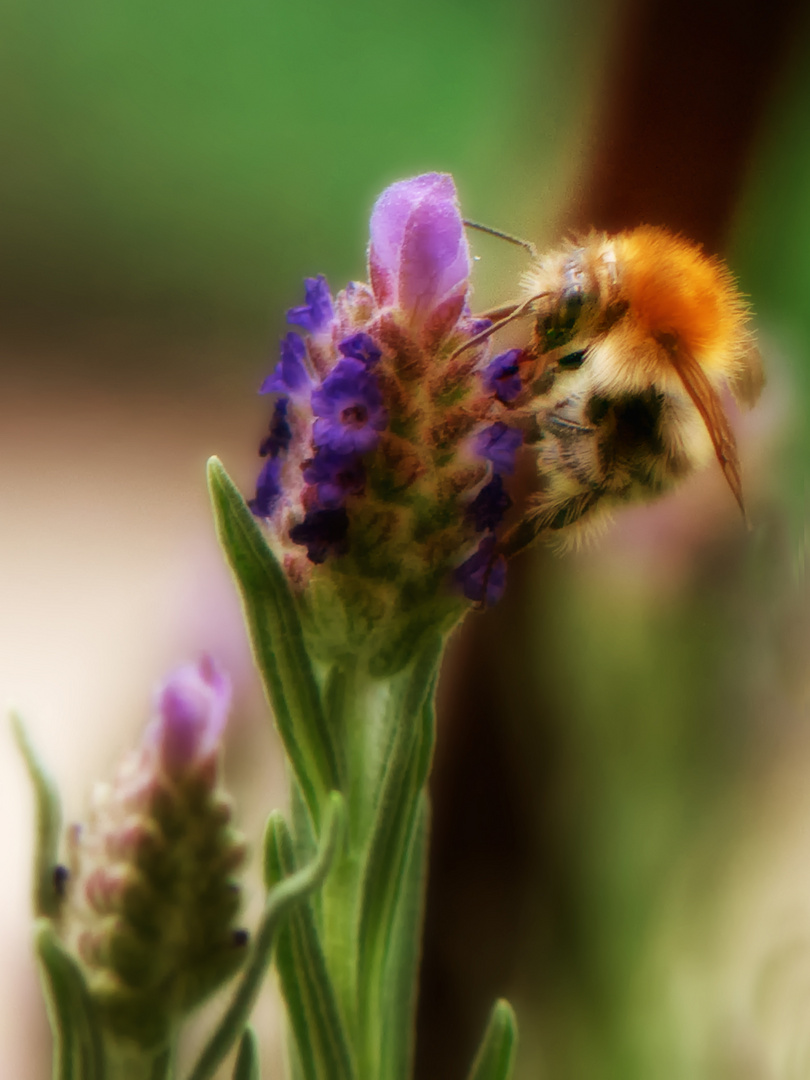 Die dicke Hummel - bearbeitet