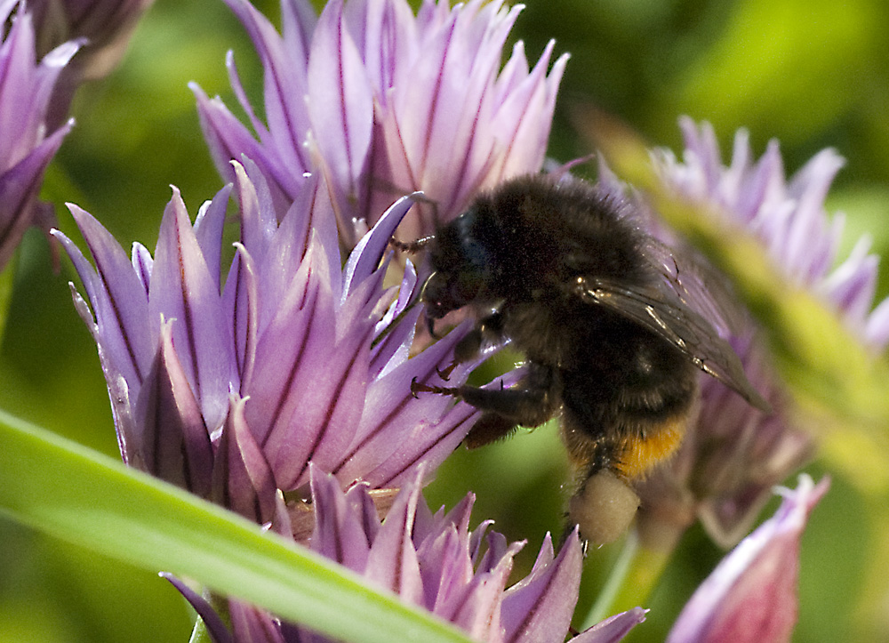 Die dicke Hummel hat wohl Hunger