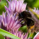 Die dicke Hummel hat wohl Hunger