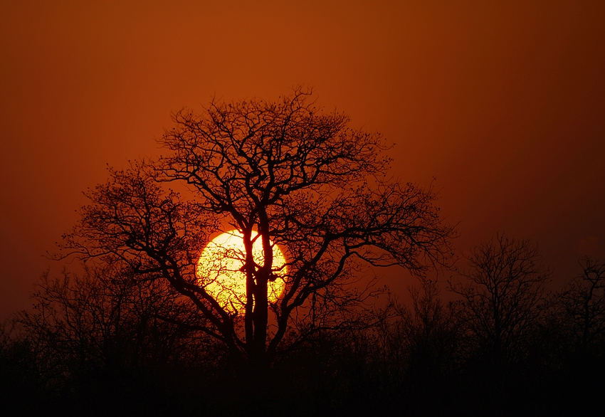 Die dicke Orange