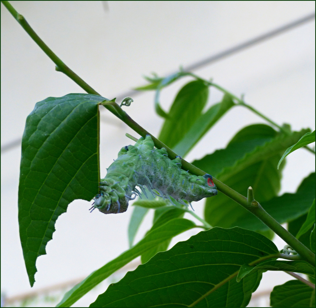 die dicke Raupe Nimmersatt