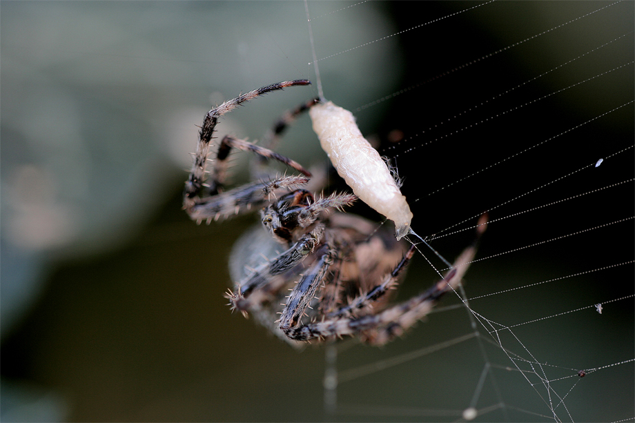 Die dicke Spinne