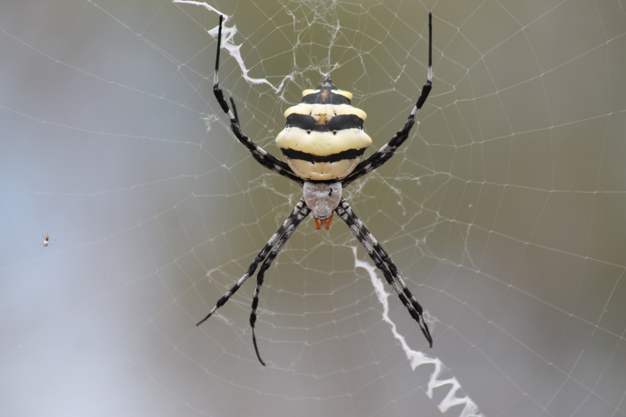 Die dicke Spinne vom Trockenwald