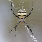 Die dicke Spinne vom Trockenwald