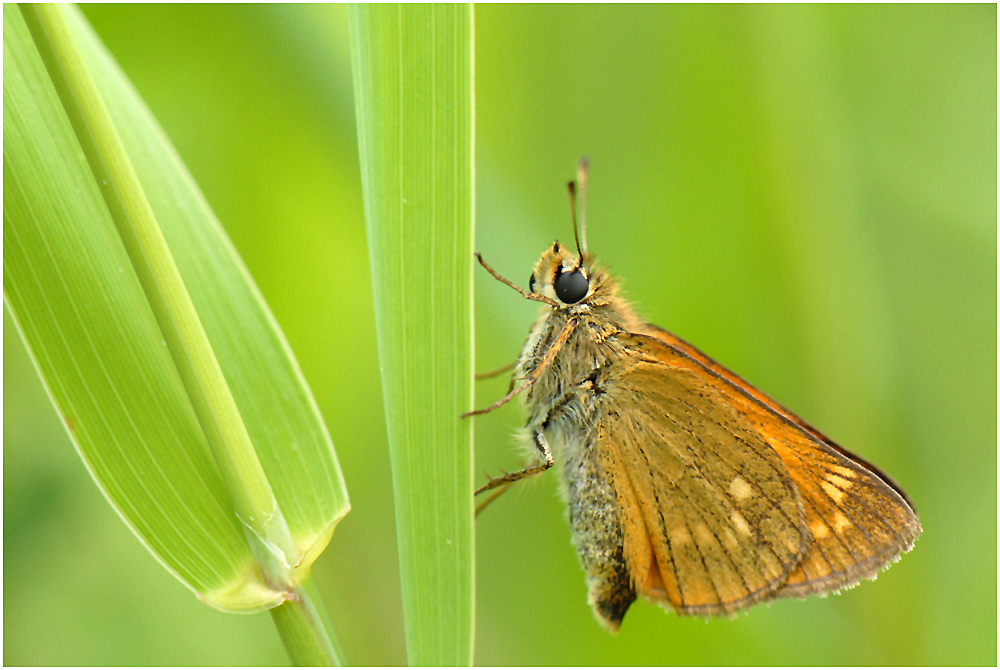 Die Dickkopffalter (Hesperiidae)....