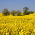 Die, die im Raps blühen