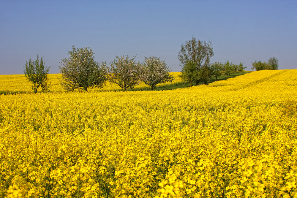 Die, die im Raps blühen