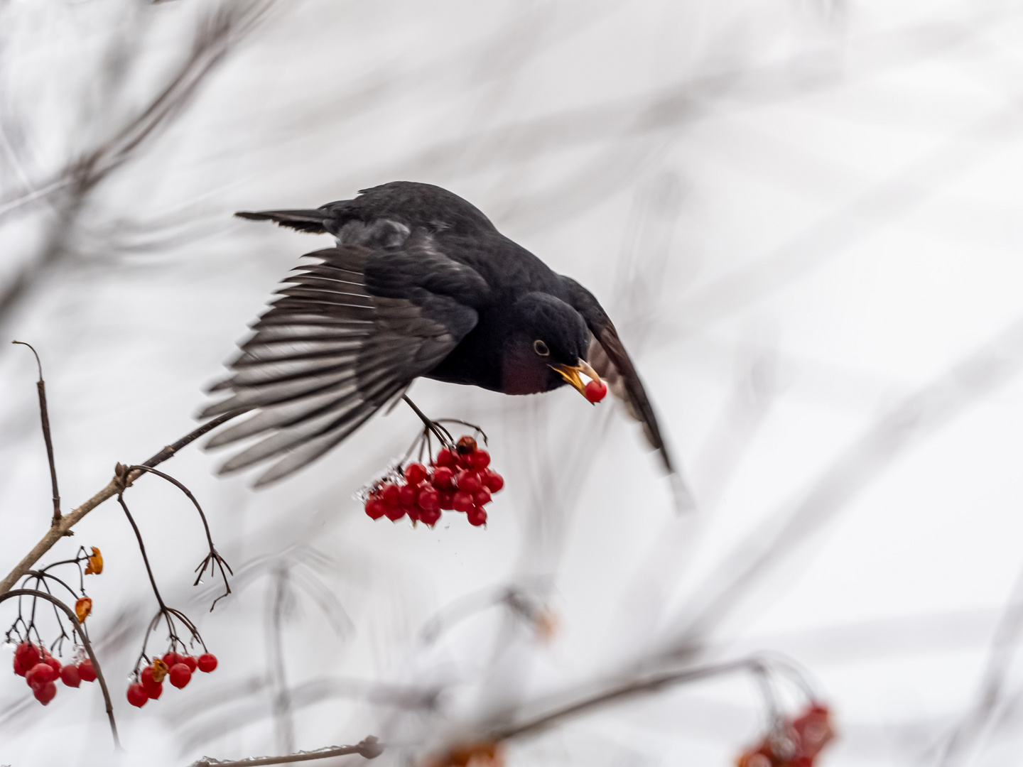 Die diebische Amsel