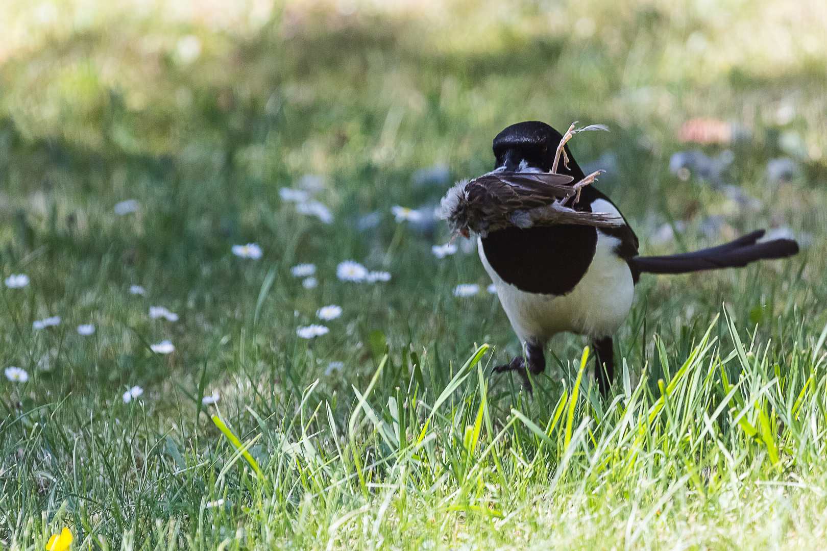 Die Diebische Elster Foto Bild Natur Vogel Singvogel Bilder Auf Fotocommunity
