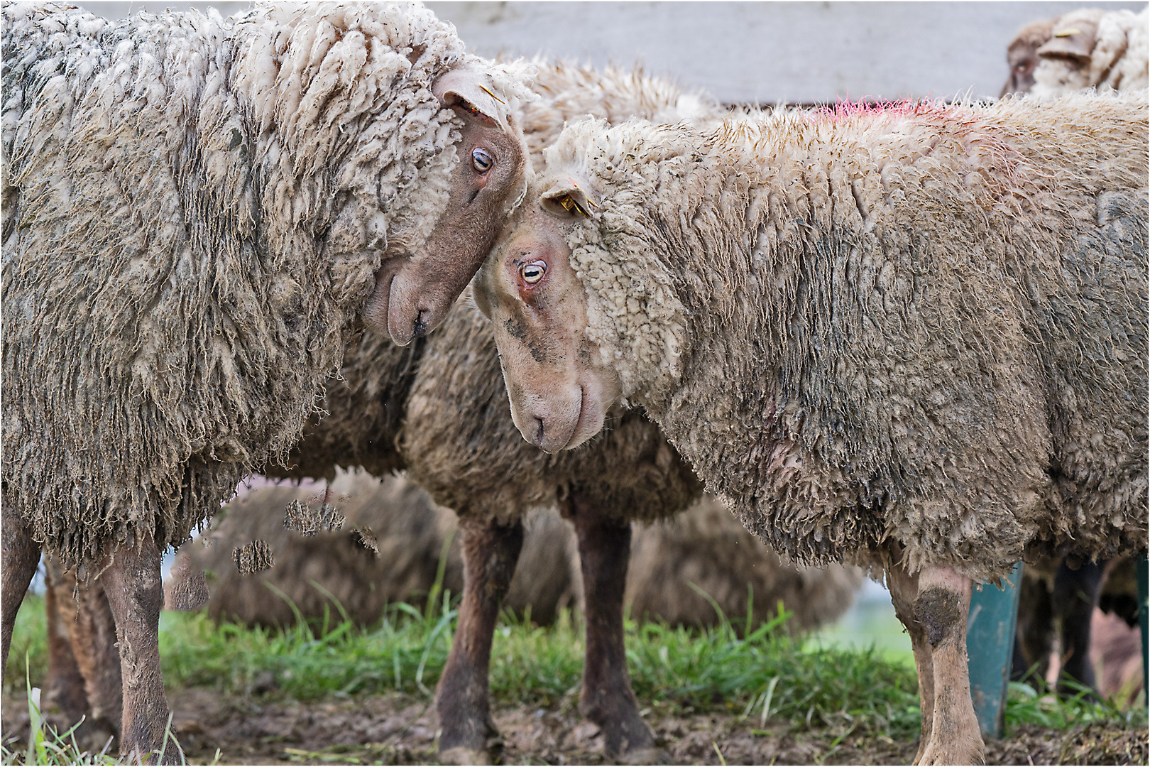 Die "Diekpedder" und der Wolf . . .