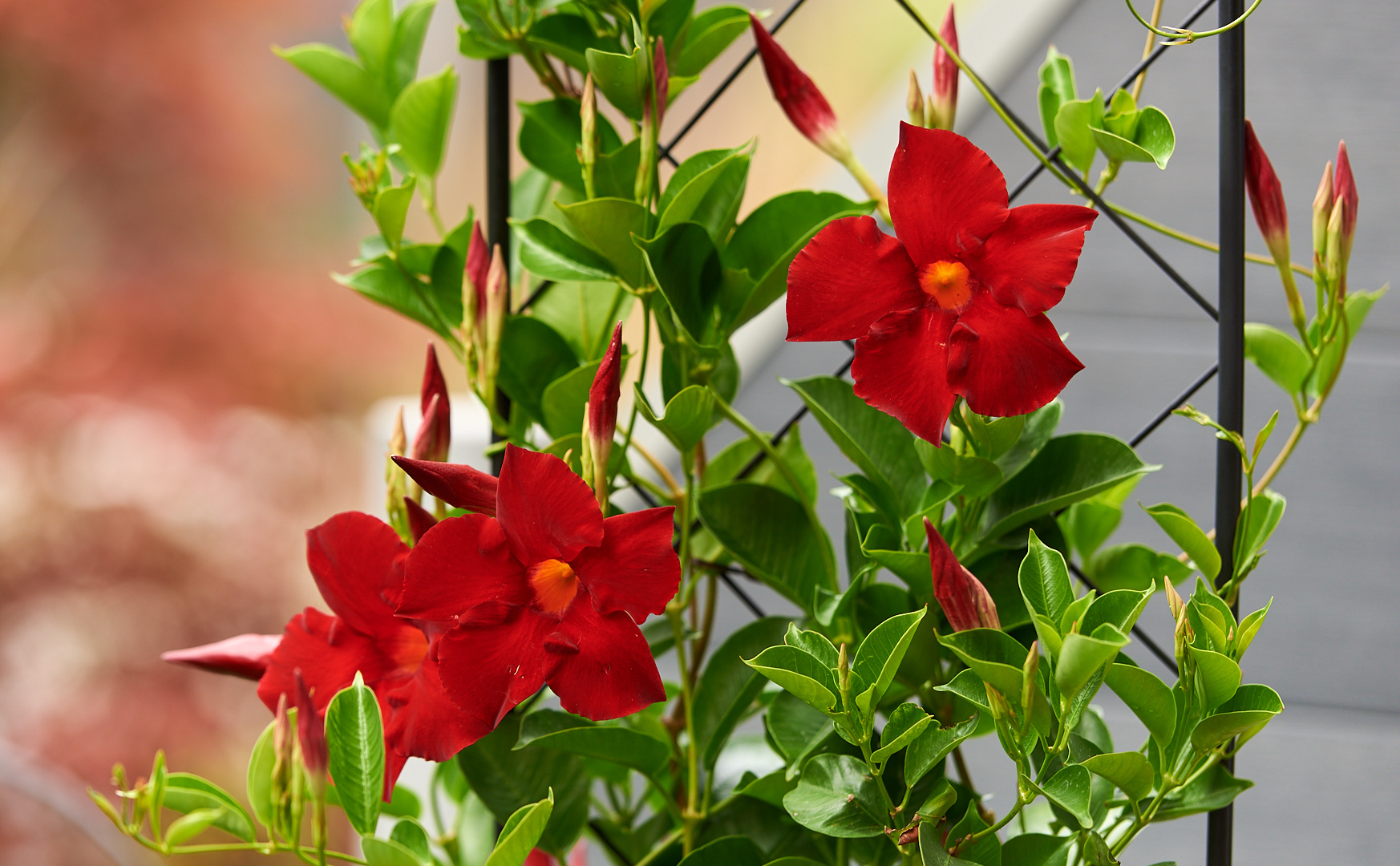  Die Dipladenia blüht beim Pälzer auf der Terrasse und stellt ihre Blüten zur Schau.