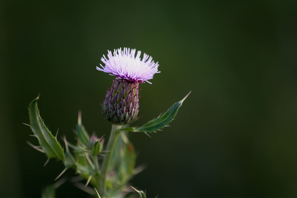 Die Distel