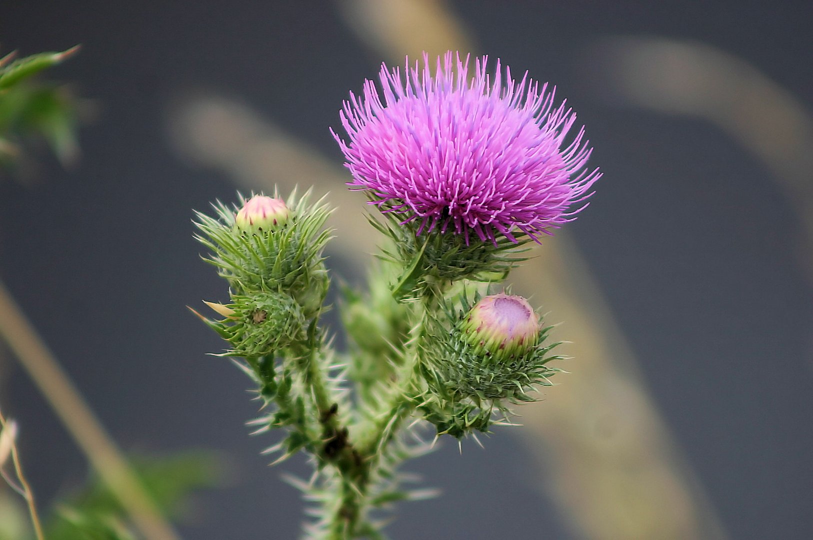 Die Distel Foto & Bild pflanzen, pilze & flechten, blüten