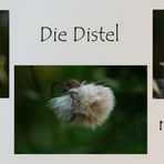 Die Distel