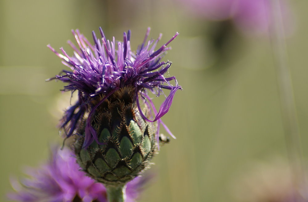 Die Distel