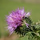 Die Distel