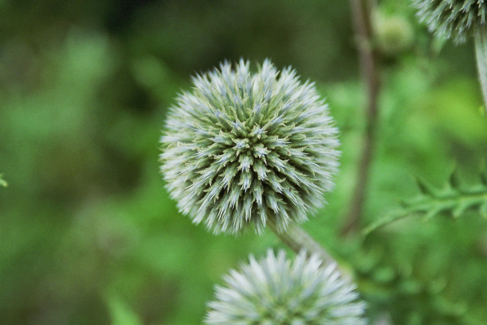 Die Distel