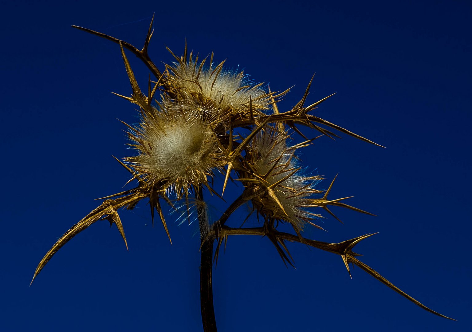 Die Distel