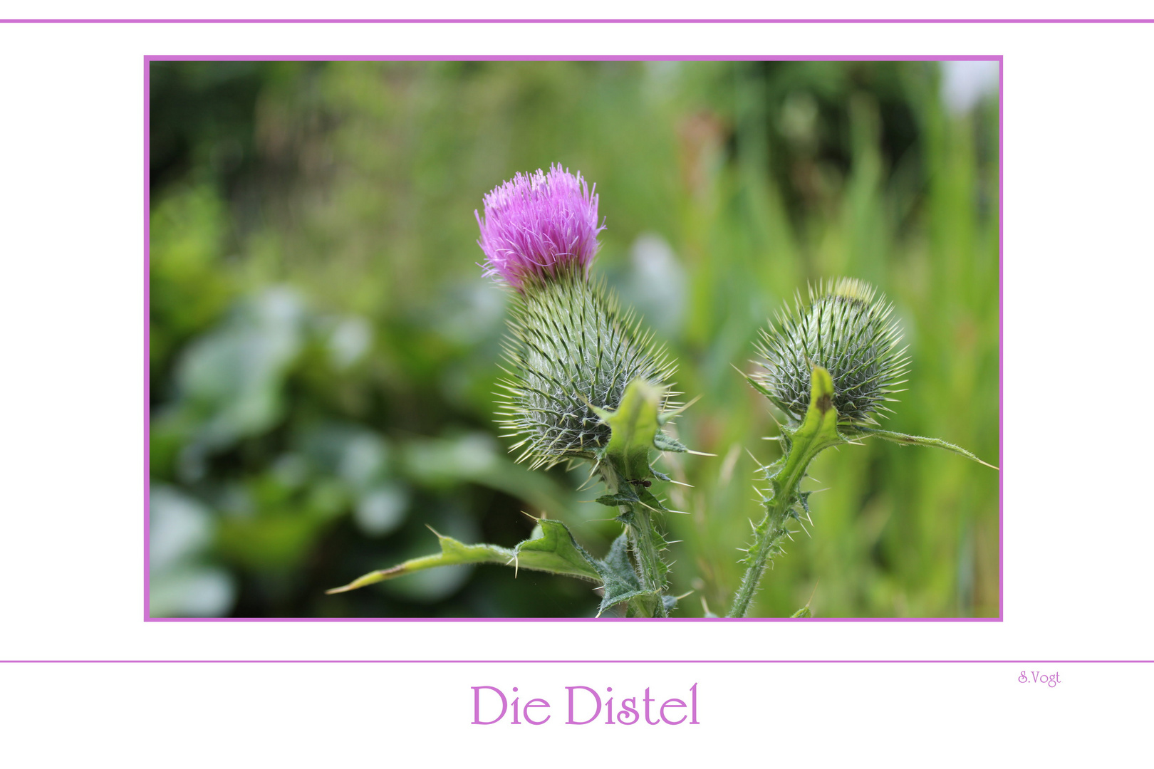 Die Distel