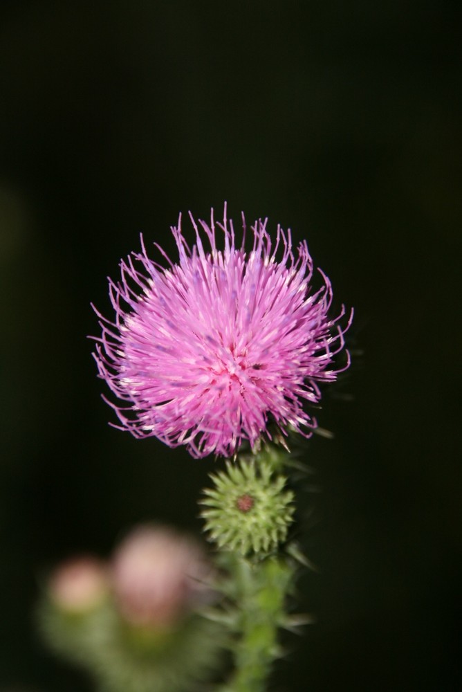 Die Distel