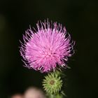 Die Distel