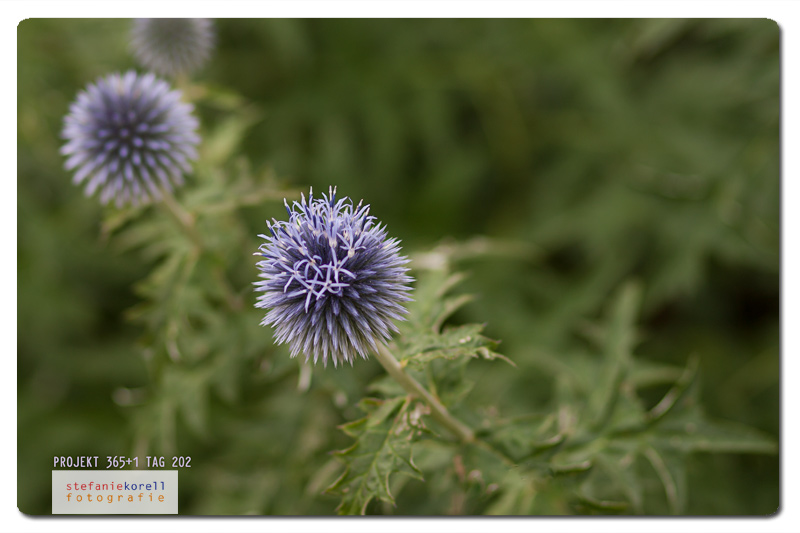 Die Distel