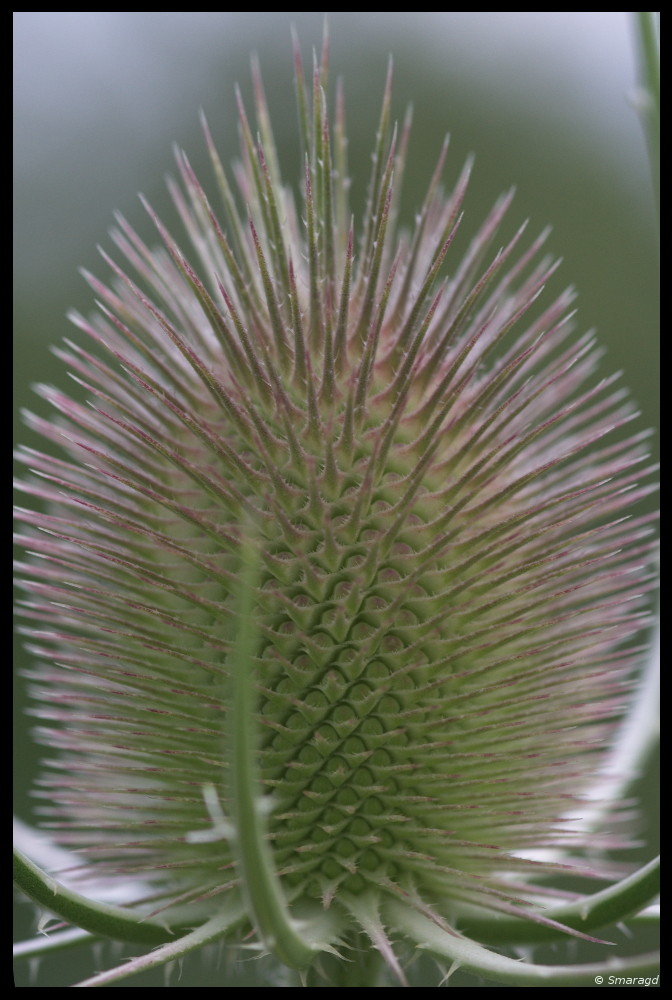 die Distel