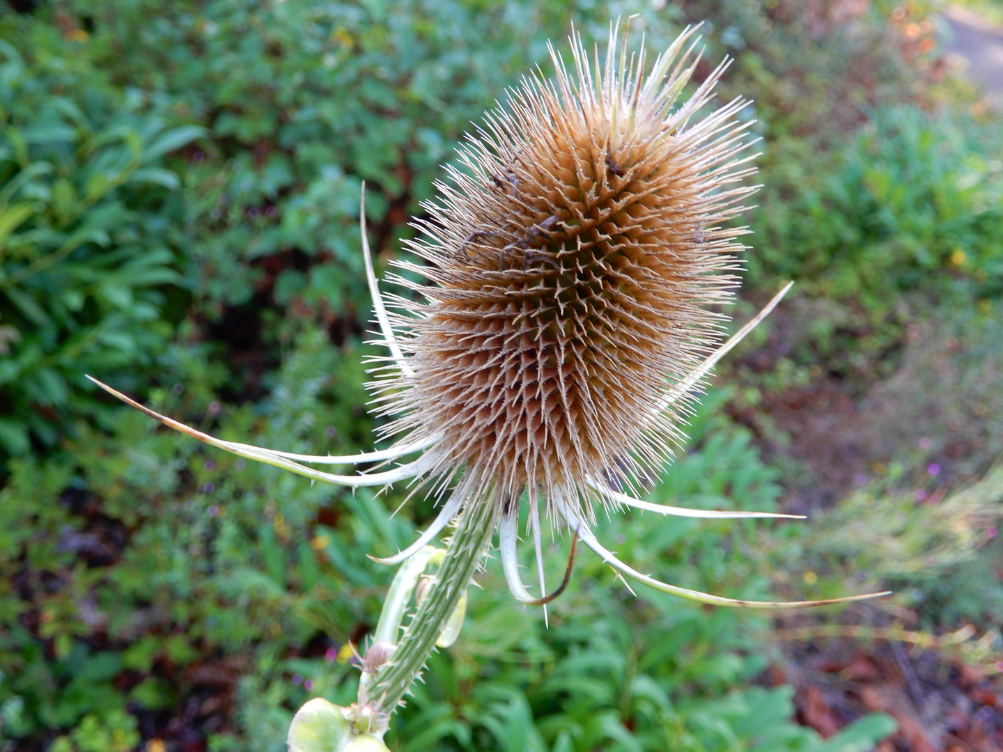 Die Distel