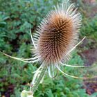 Die Distel